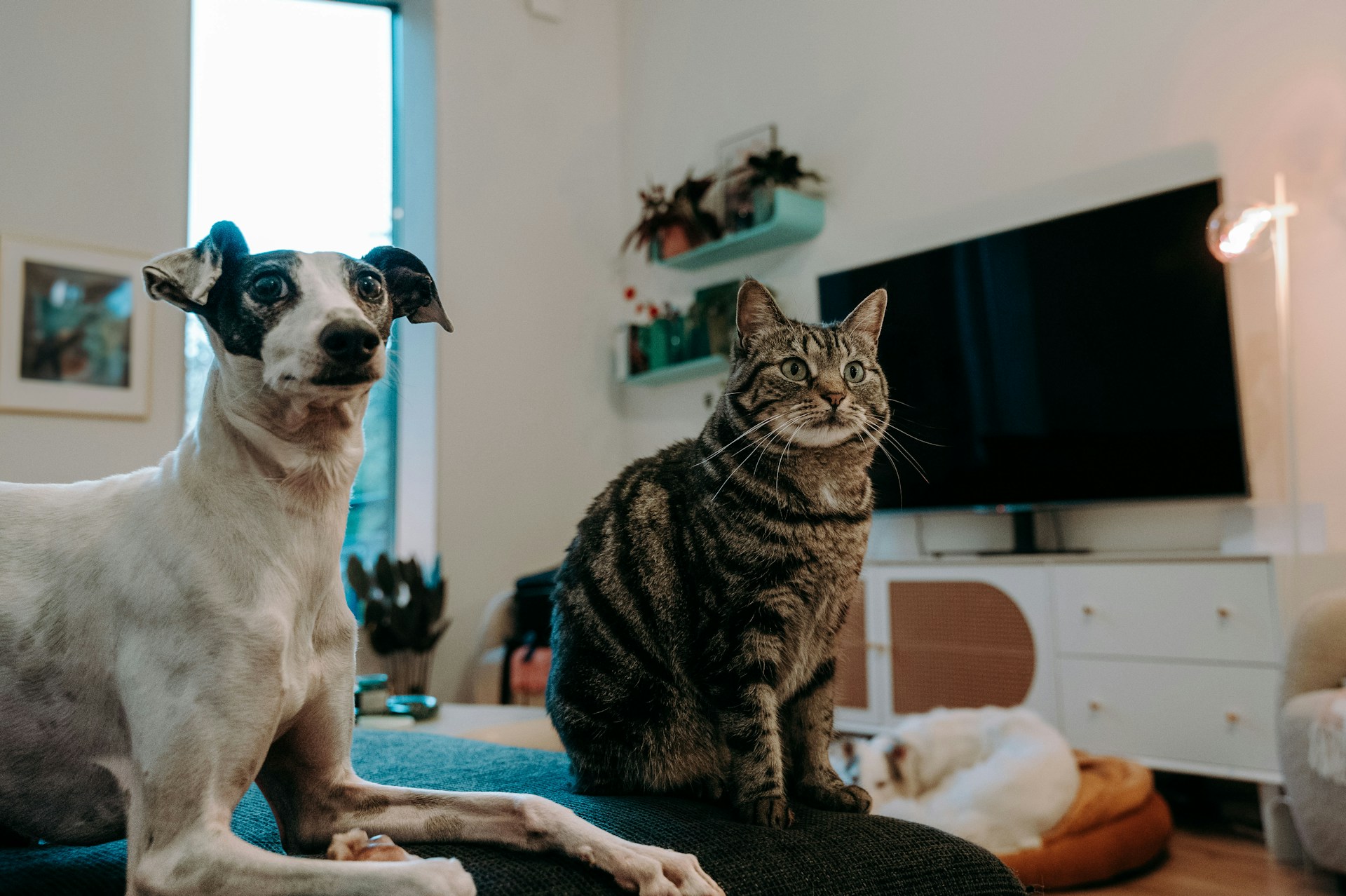 pets at home